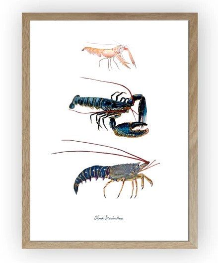 AFFICHE 40 X 60CM : LES CRUSTACES A PINCES